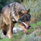 Iberischer Wolf, Bild: cc-by-sa-4.0, commons.wikimedia.org, Arturo de Frias Marques
