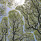 Crown Shyness, cc-by-sa-2.0, commons.wikimedia.org, refractor