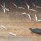 panneau sculpté (Chérine, Brenne) - photo 2013 - Cistude (Emys orbicularis), roseaux, poissons et  libellules - chêne, bronze, cuivre, inox - L : 250 cm