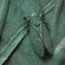 Cigale des montagnes (Cicadetta montana) - détail - taille x 1.5 - bronze - RNR du Pont Barré