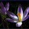 Krokusse