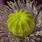 Mohnblüte