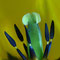 Tulpe von Innen