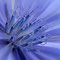 Blue Dream