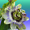 Passionsblume