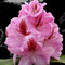 Rhododendron
