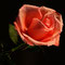 Rosentraum