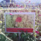 Mazedeonische Witwenblume 