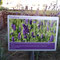 Lavendel
