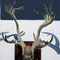 reindeer's skull (油彩)