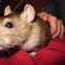 Ratenleben
