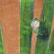 緑　Green(148×210)　2015 Jan.
