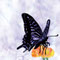 「蝶・アメジスト」"Butterfly"　2011 Aug