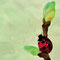 「天道虫」"Ladybug"　2011 Nov