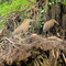 Tortuguero, Nationalpark, Kanufahrt