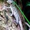 Nationalpark Manuel Antonio