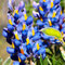 Tagestour nach Quebrada Llaca, Huascaran Nationalpark (8 Std)