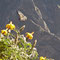 3 Tages Trip, Colca Canon, Cruz del Condor