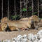 Zoo