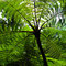 Santa Elena Cloud Forest,Monteverde