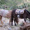 3 Tages Trip, Colca Canon, 2 Tag, Ankunft Oase (Sangalle)