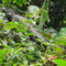 Tortuguero, Nationalpark, Kanufahrt