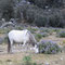 Huaraz, Llanganuco