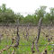 Mendoza, Weintour