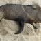 Biersauffendes Wildschwein auf Tortuga Island