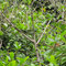 Tortuguero, Nationalpark, Kanufahrt