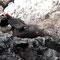 Islas Ballestas