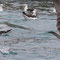 Islas Ballestas