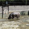 Zoo