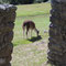 Macchu Picchu