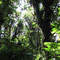 Santa Elena Cloud Forest,Monteverde