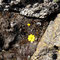 Tagestour nach Quebrada Llaca, Huascaran Nationalpark (8 Std)