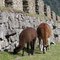 Machu Picchu, 16.07.2011