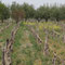 Mendoza, Weintour