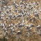Islas Ballestas