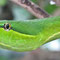 Serpentario, Monteverde