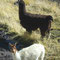 Alpakas, Altiplano
