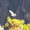 3 Tages Trip, Colca Canon, Cruz del Condor