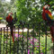 Las Juntas, Fahrt nach Monteverde