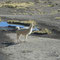 Alpakas, Altiplano