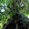 Santa Elena Cloud Forest,Monteverde
