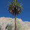 3 Tages Trip, Colca Canon, 2 Tag, Ankunft Oase (Sangalle)
