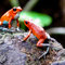 Frogpond, Monteverde