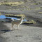 Altiplano