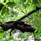 Nationalpark Manuel Antonio