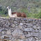 Macchu Picchu